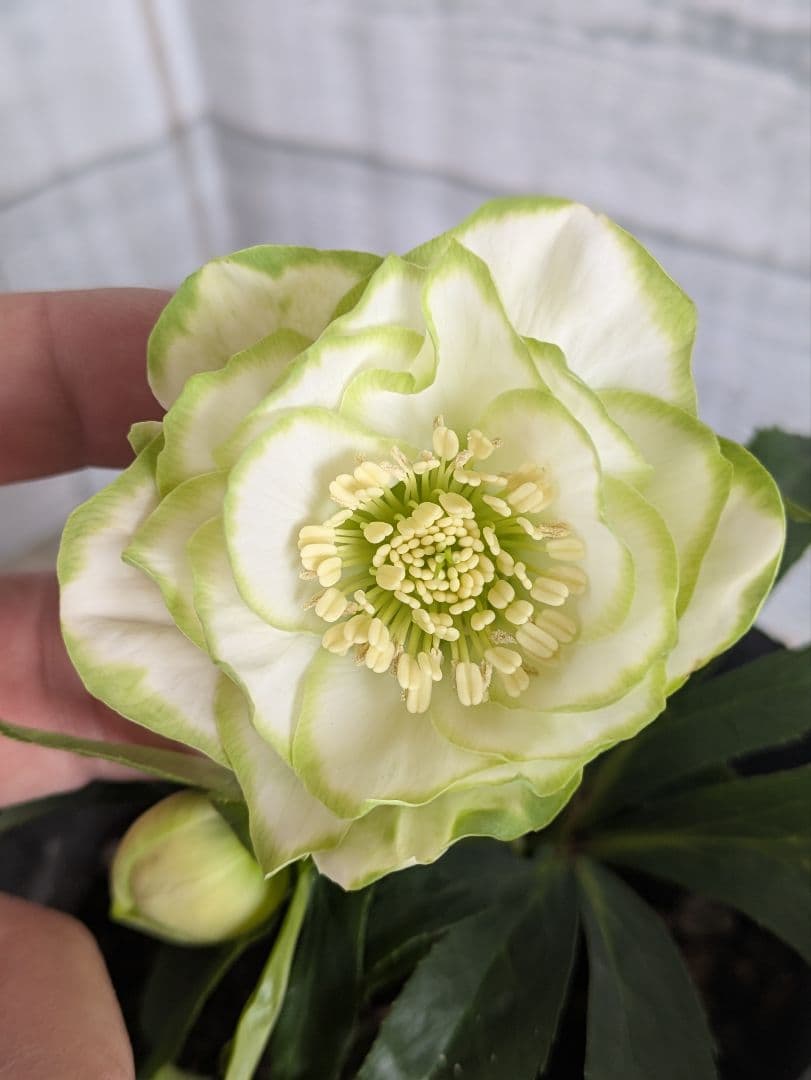 【現品・ポットまま発送】超希少　曽田園芸クリスマスローズ 利休①