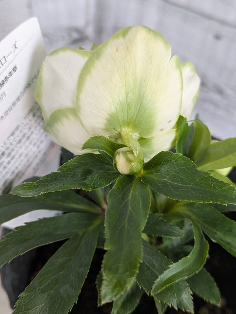 【現品・ポットまま発送】超希少　曽田園芸クリスマスローズ 利休①