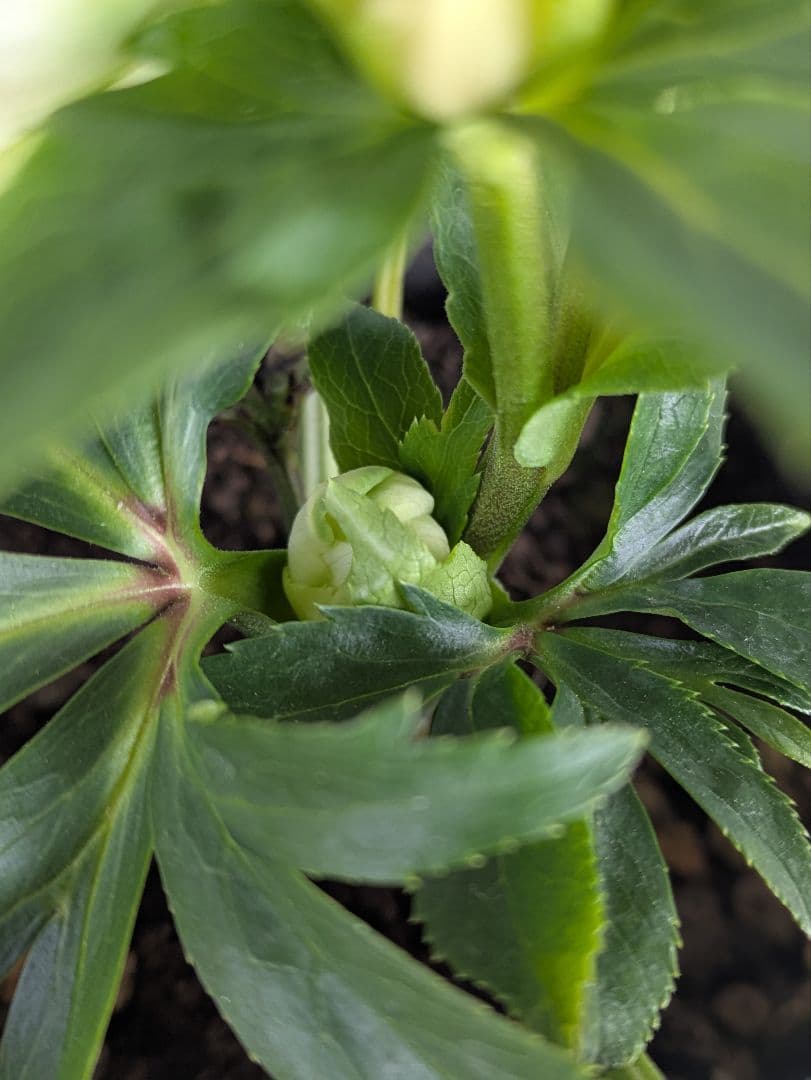 【現品・ポットまま発送】超希少　曽田園芸クリスマスローズ 利休①
