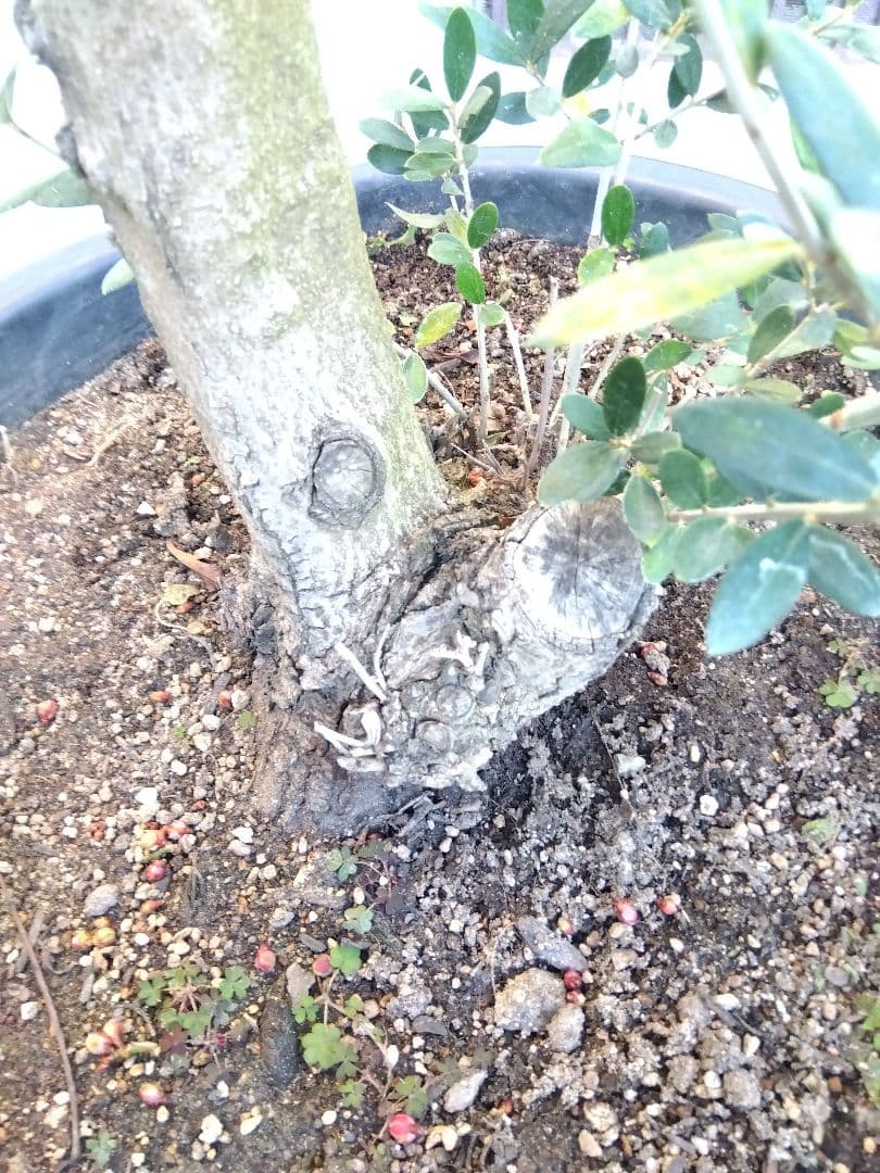 オリーブ　盆栽　古木　オールド株　セントキャサリン　12号鉢つき　さ