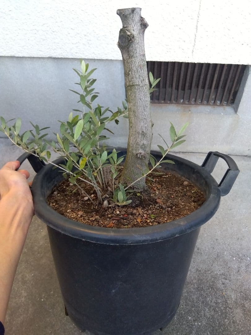 オリーブ　盆栽　古木　オールド株　セントキャサリン　12号鉢つき　さ