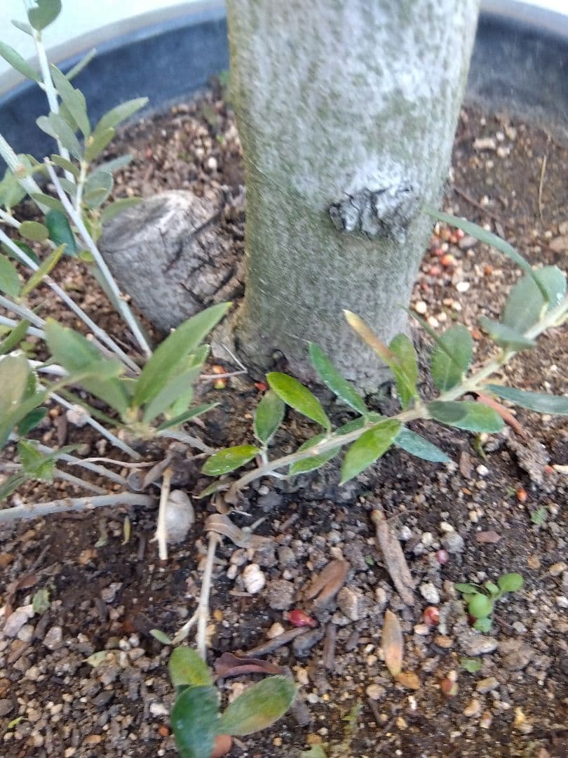 オリーブ　盆栽　古木　オールド株　セントキャサリン　12号鉢つき　さ