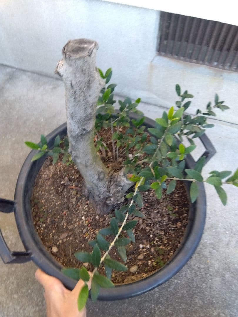 オリーブ　盆栽　古木　オールド株　セントキャサリン　12号鉢つき　さ