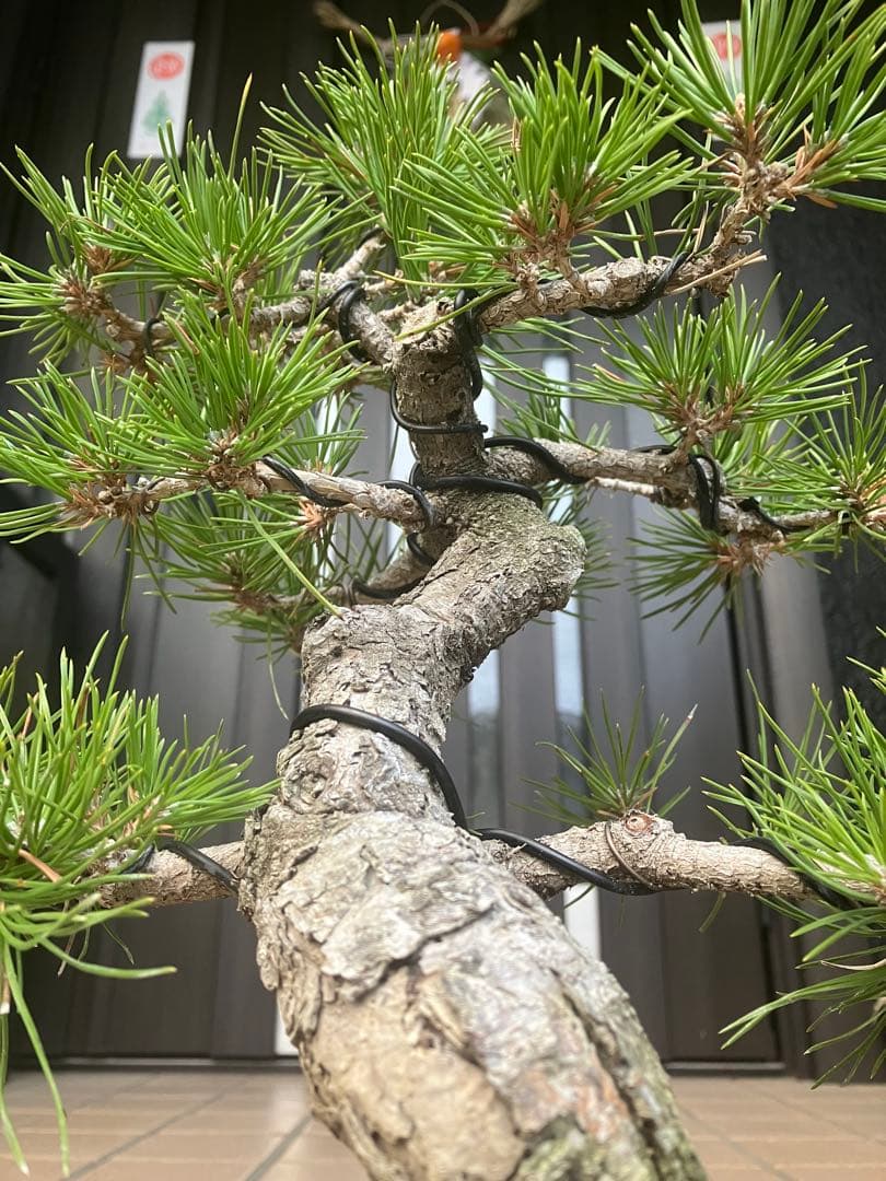 ◉黒松盆栽　究極の逸品　樹形の美しい模様木　★究極の逸品！大幅値下げ2/15日迄