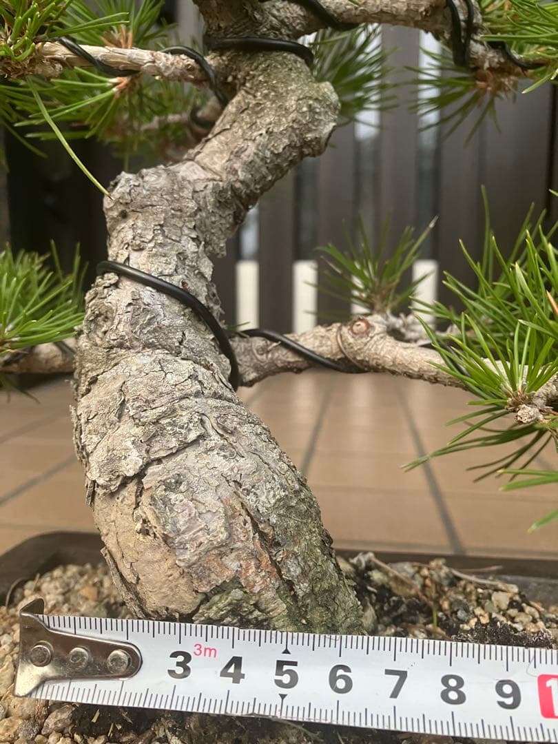 ◉黒松盆栽　究極の逸品　樹形の美しい模様木　★究極の逸品！大幅値下げ2/15日迄