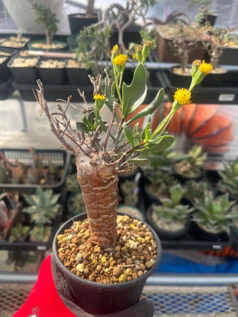 オトンナ　ロバタ　当方で２夏越済　鉢ごと発送