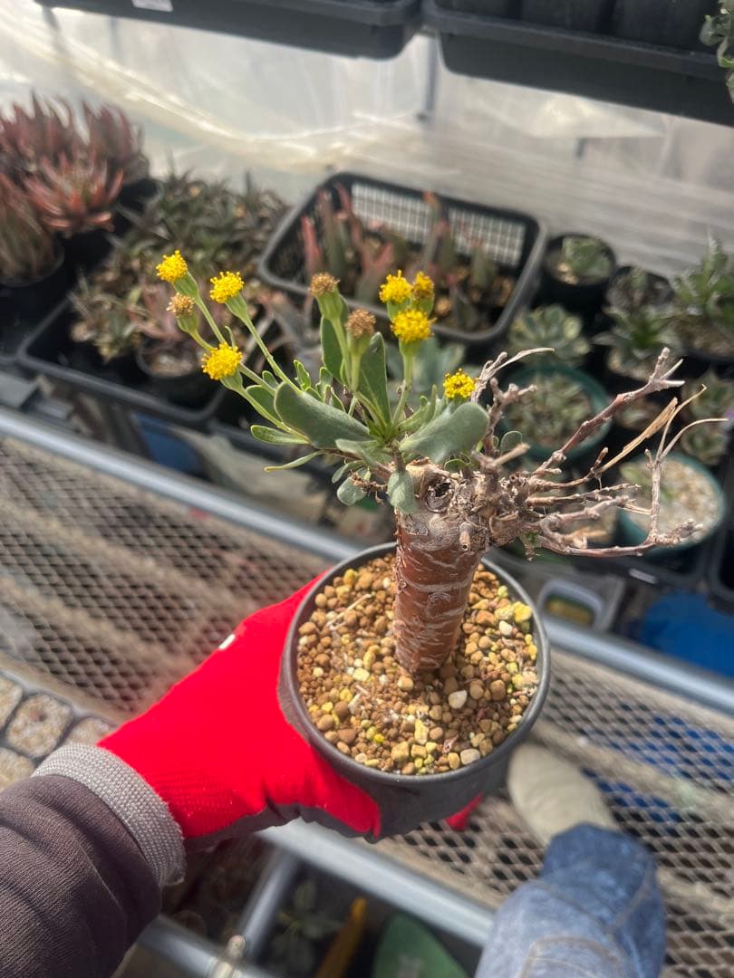 オトンナ　ロバタ　当方で２夏越済　鉢ごと発送