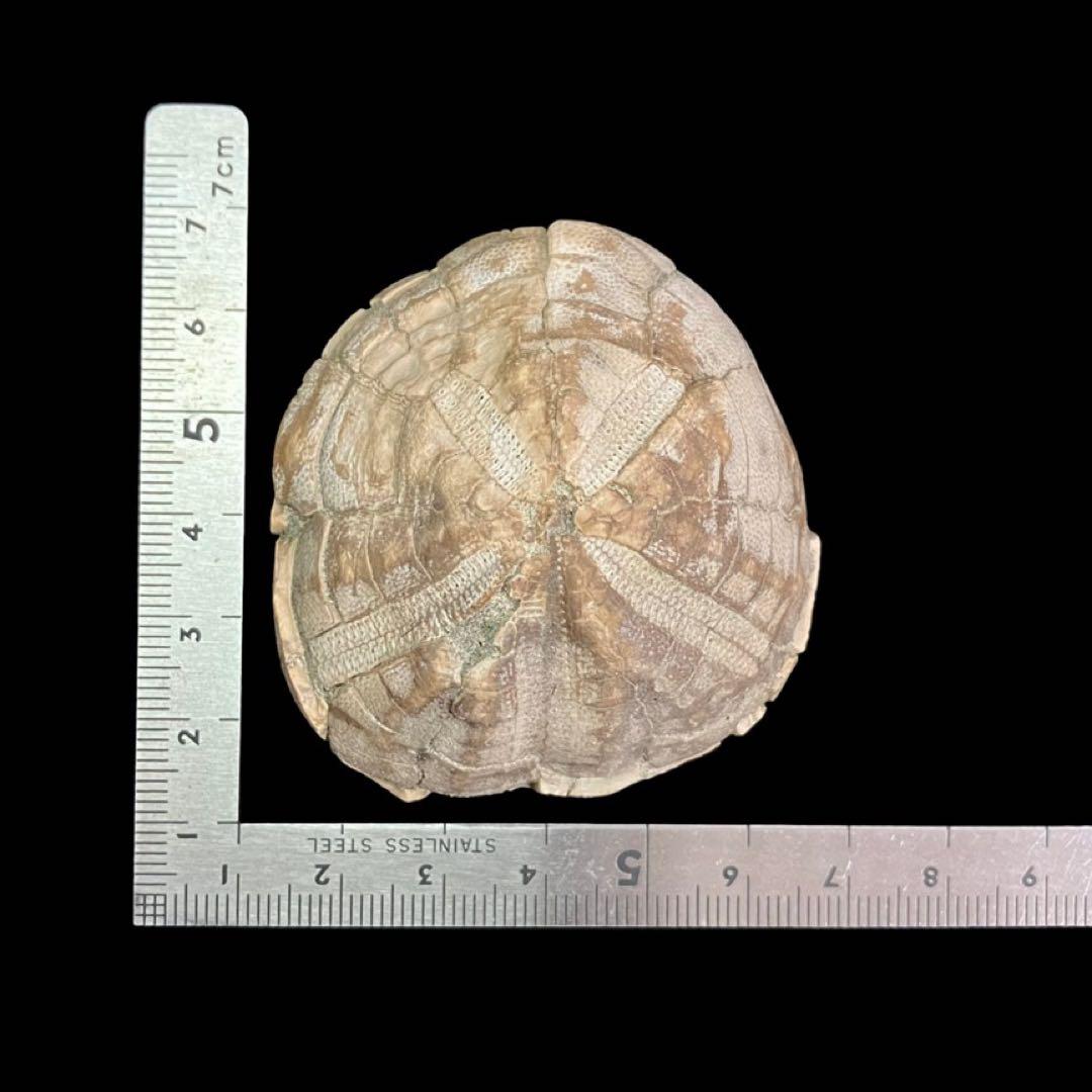 ウニ　化石　北海道 産　国産化石