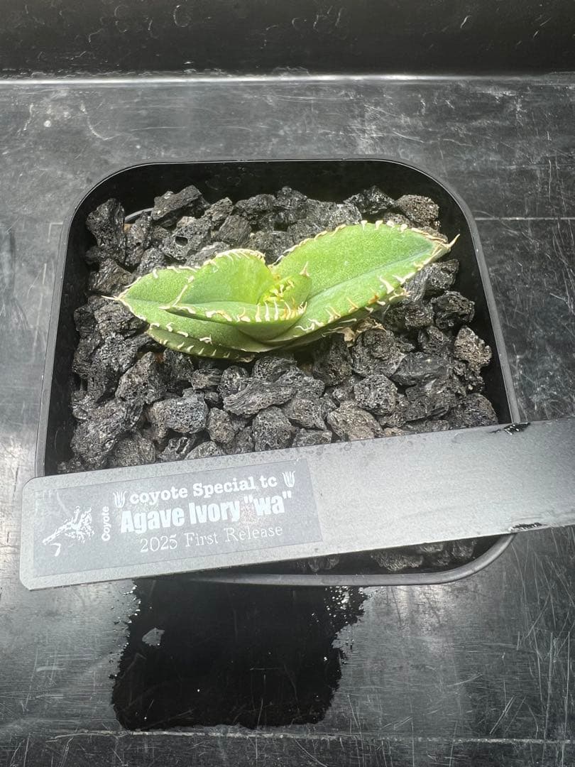 【本日限定価格】Agave Ivory \