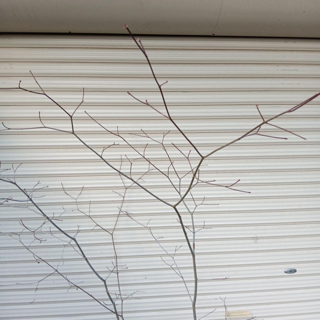 コハウチワカエデ　山採り