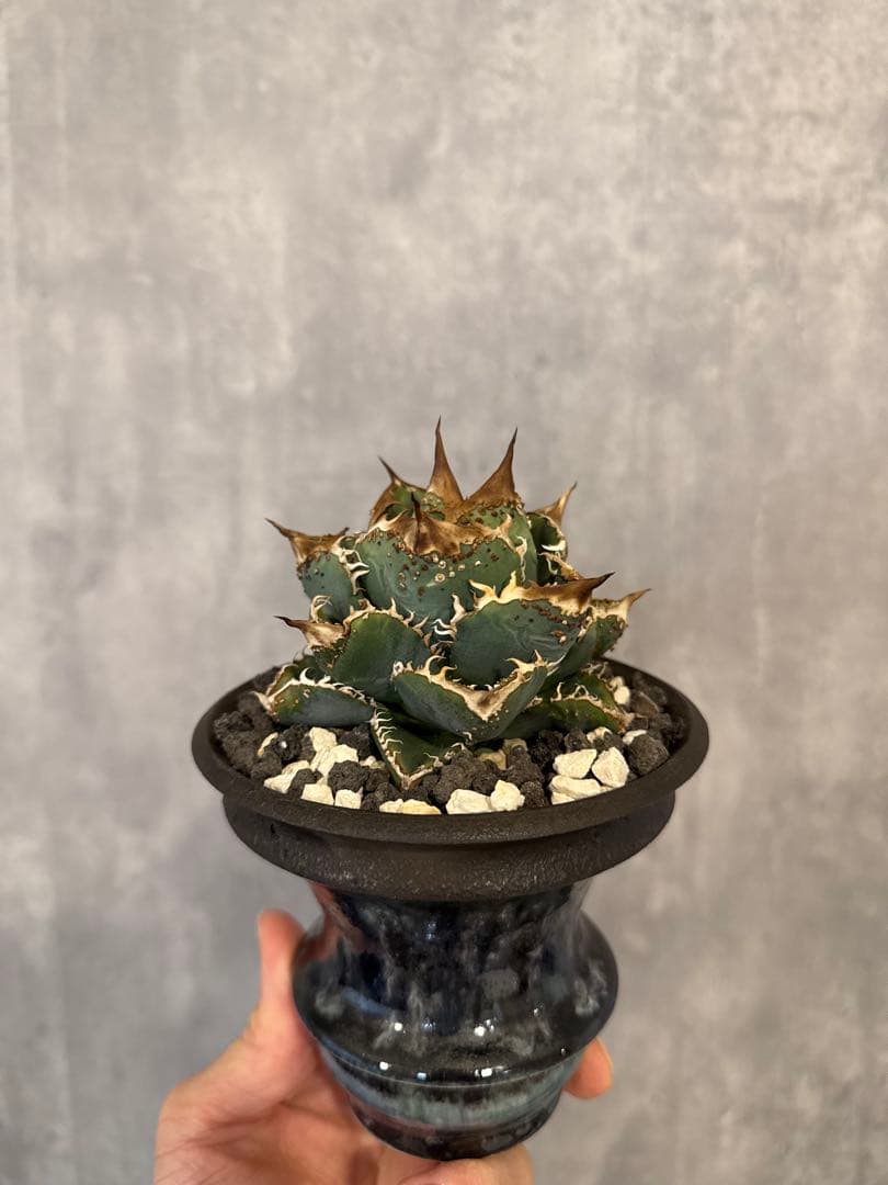 アガベ チタノタ 麻花龍 子株