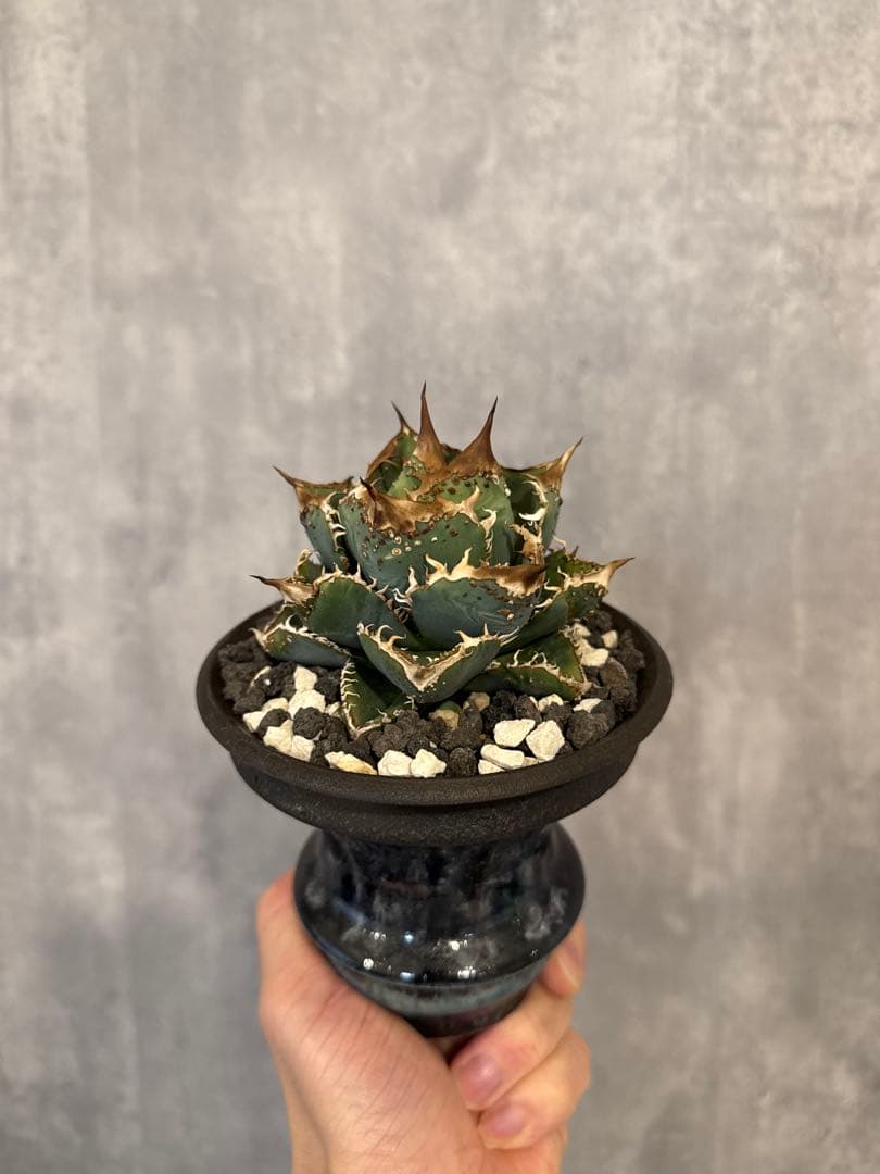 アガベ チタノタ 麻花龍 子株