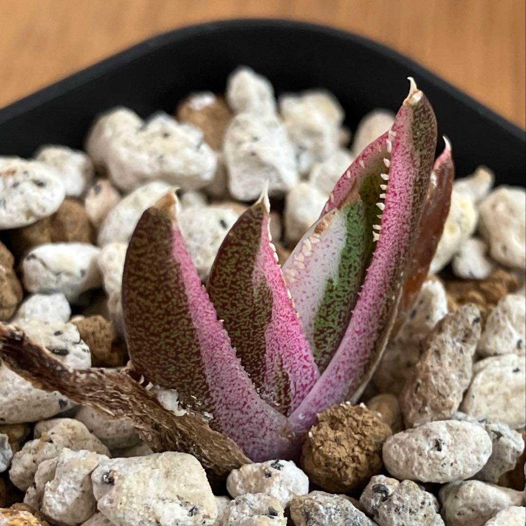 【鉢ごと発送】②希少　発根済　安定株　アガべ　チタノタ　豆豆龍錦　TC 白覆輪