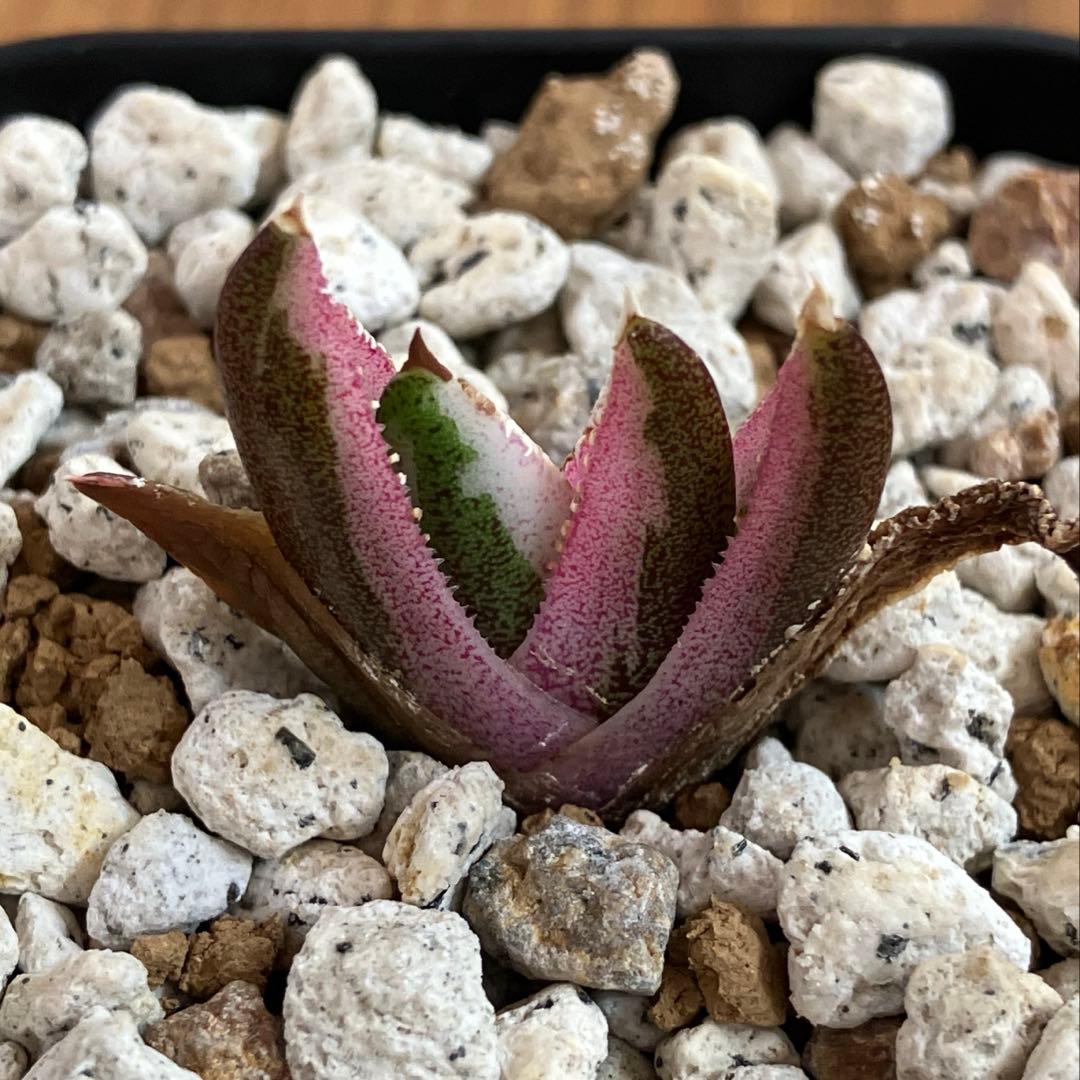 【鉢ごと発送】②希少　発根済　安定株　アガべ　チタノタ　豆豆龍錦　TC 白覆輪