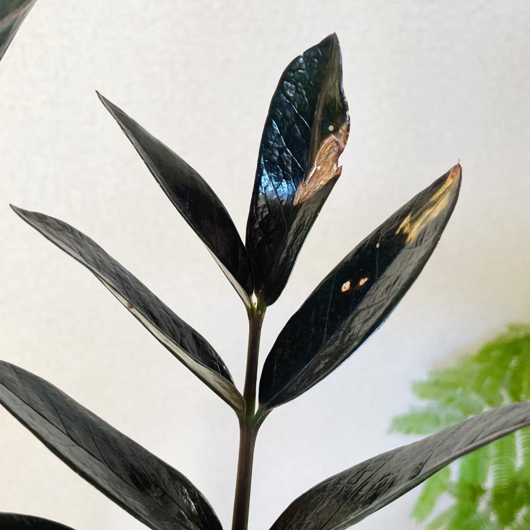 【超希少！このボリュームは出回らないです】ザミオクルカス レイブン