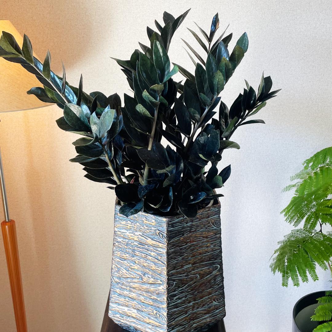 【超希少！このボリュームは出回らないです】ザミオクルカス レイブン