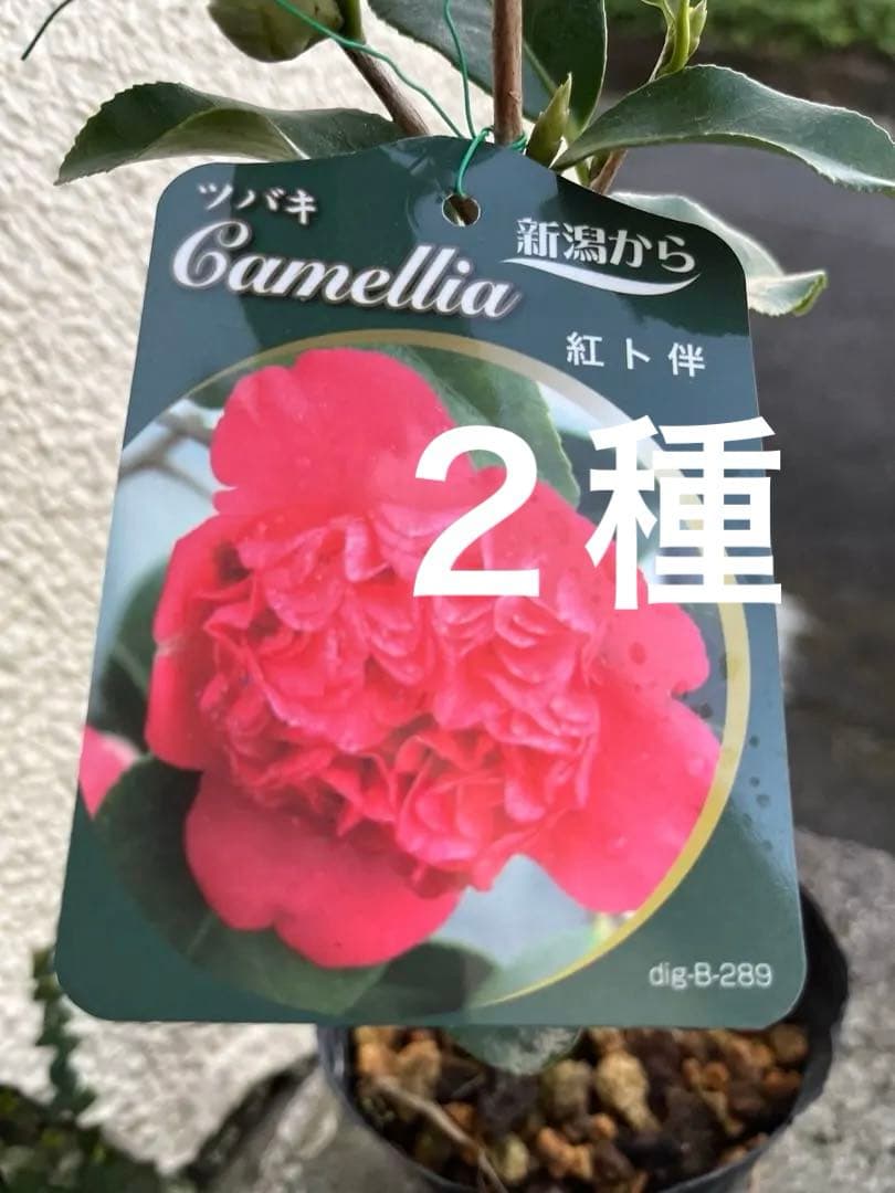 椿　紅ト伴(べにぼくはん）、白侘介金魚葉椿の2種2鉢　蕾沢山 宅急便そのまま発送