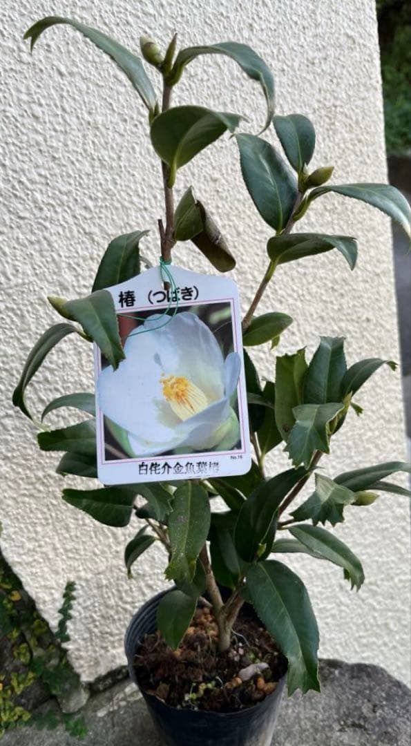 椿　紅ト伴(べにぼくはん）、白侘介金魚葉椿の2種2鉢　蕾沢山 宅急便そのまま発送