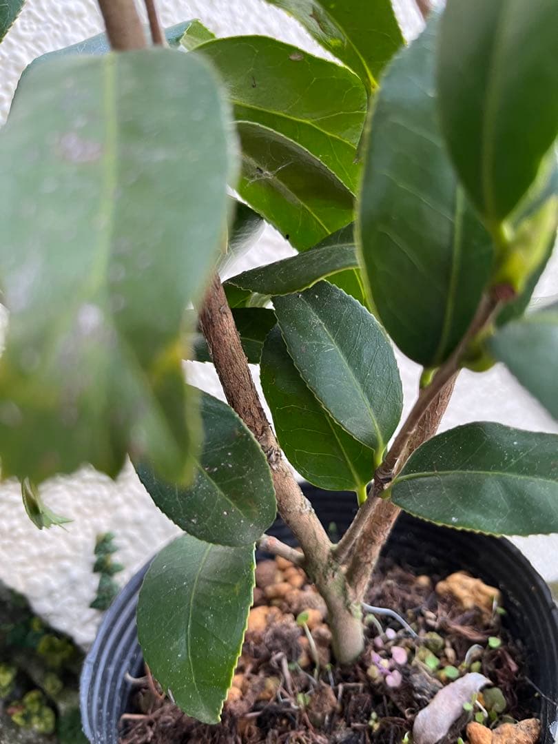 椿　紅ト伴(べにぼくはん）、白侘介金魚葉椿の2種2鉢　蕾沢山 宅急便そのまま発送