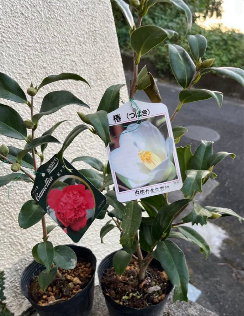 椿　紅ト伴(べにぼくはん）、白侘介金魚葉椿の2種2鉢　蕾沢山 宅急便そのまま発送