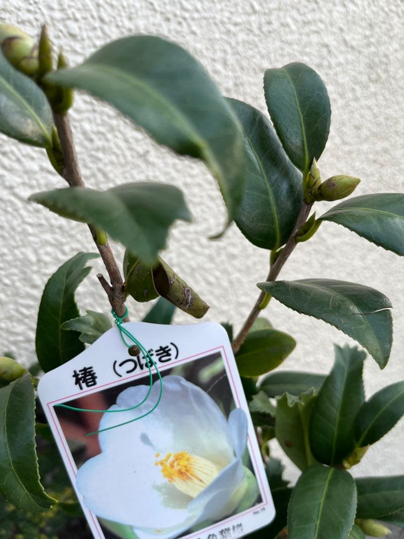 椿　紅ト伴(べにぼくはん）、白侘介金魚葉椿の2種2鉢　蕾沢山 宅急便そのまま発送