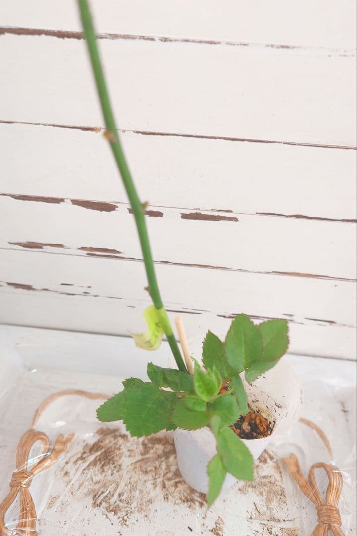 ❀マホさま❀　バラ　苗　切り花品種　スミ