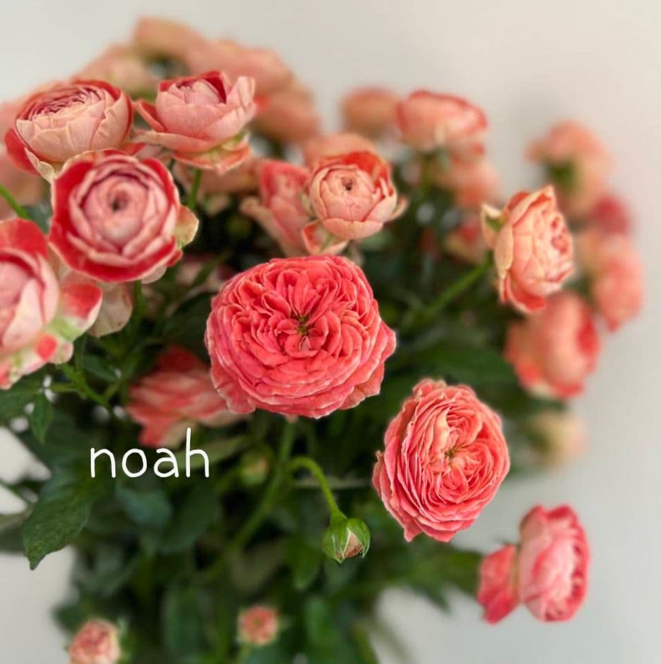 ❀マホさま❀　バラ　苗　切り花品種　スミ