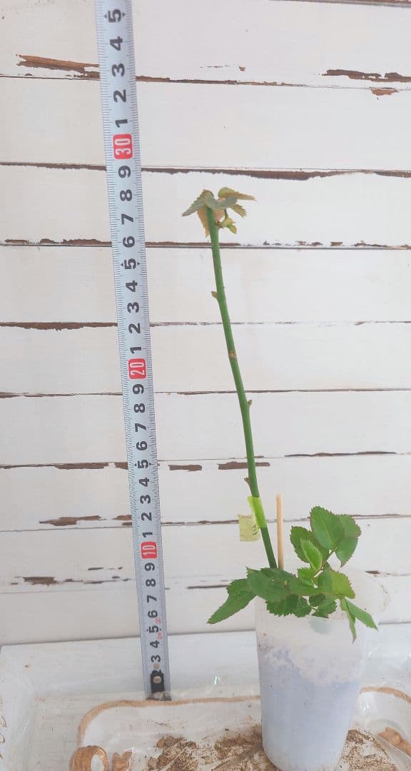 ❀マホさま❀　バラ　苗　切り花品種　スミ