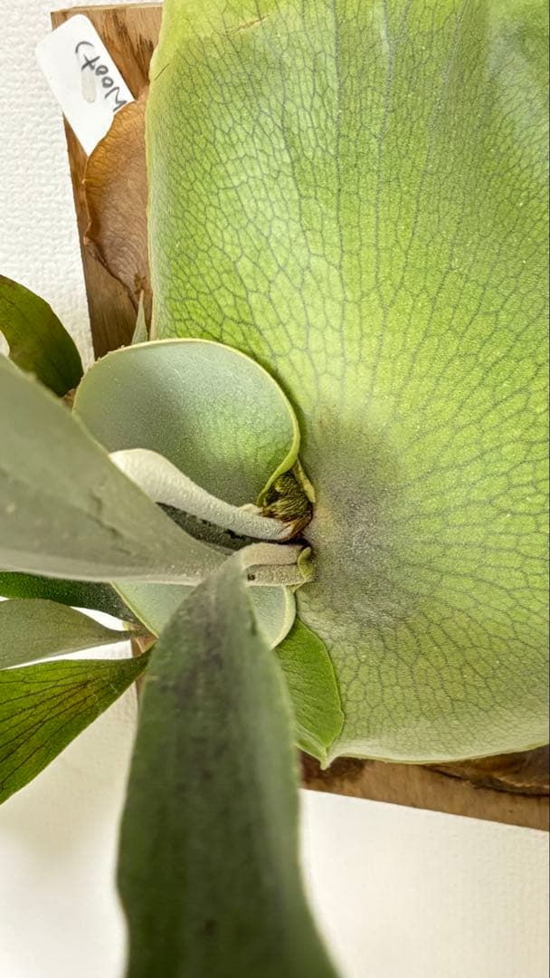 ビカクシダ　jibjib