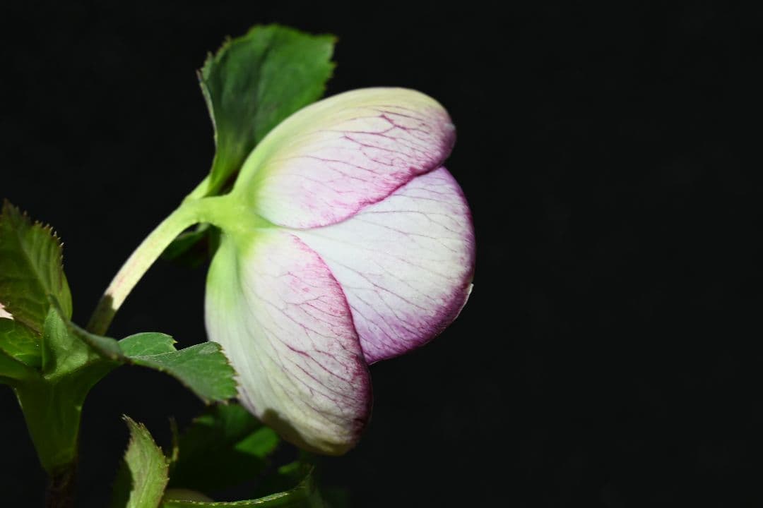 クリスマスローズ　sdレッドリバーシブル　ソフトカップ咲き加藤農園