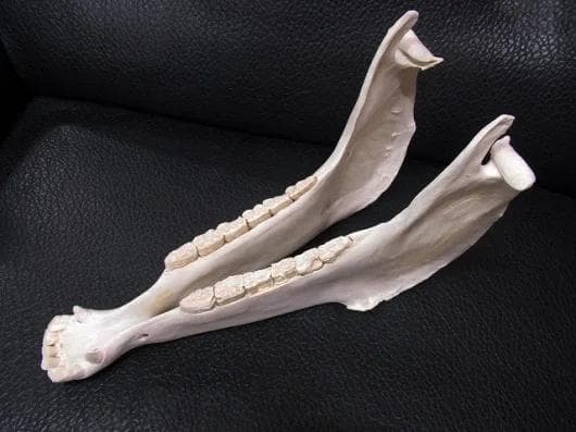 アフリカ便！サバンナシマウマ 頭骨