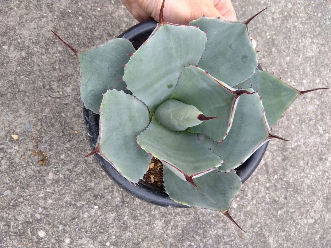 アガベ　トランカータ　丸葉❗22センチ❗　は