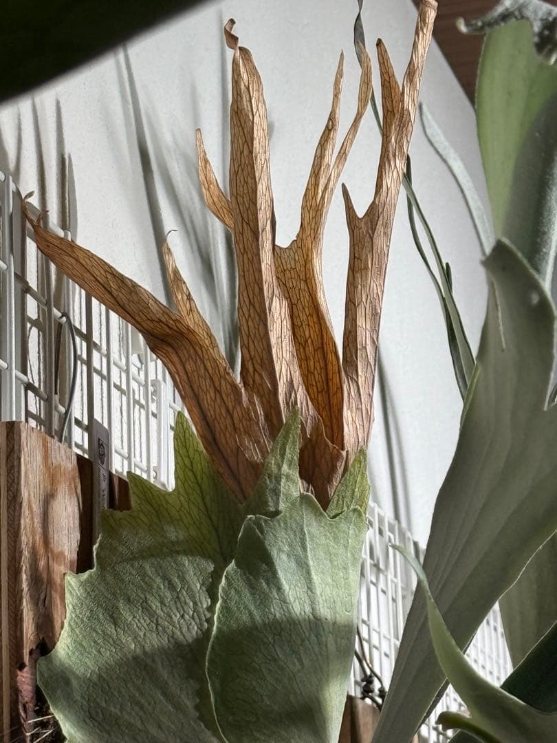 ビカクシダ P.Wolverine OC 子株1つ