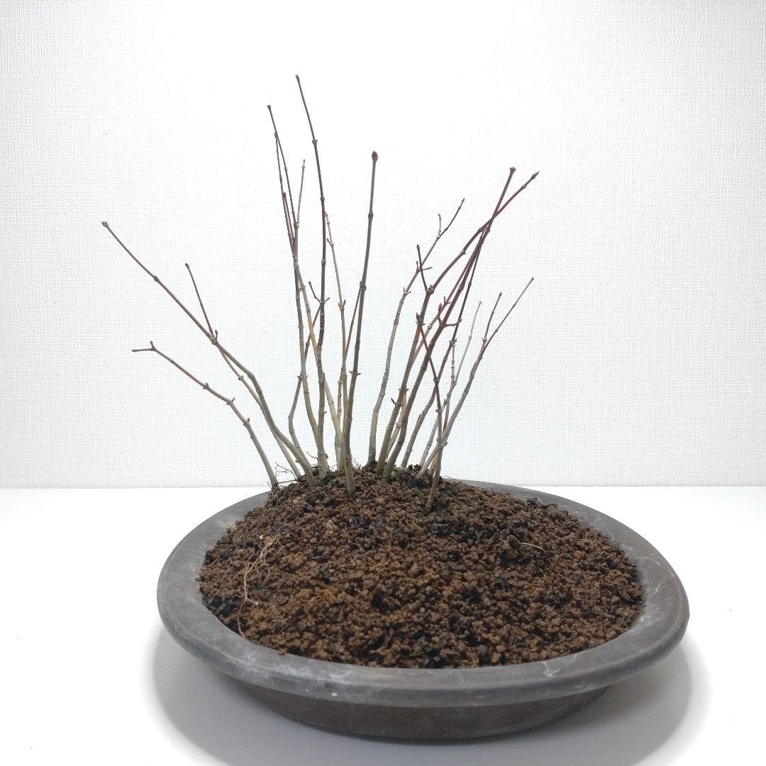 寒樹紅葉（イロハモミジ）盆栽 SG013