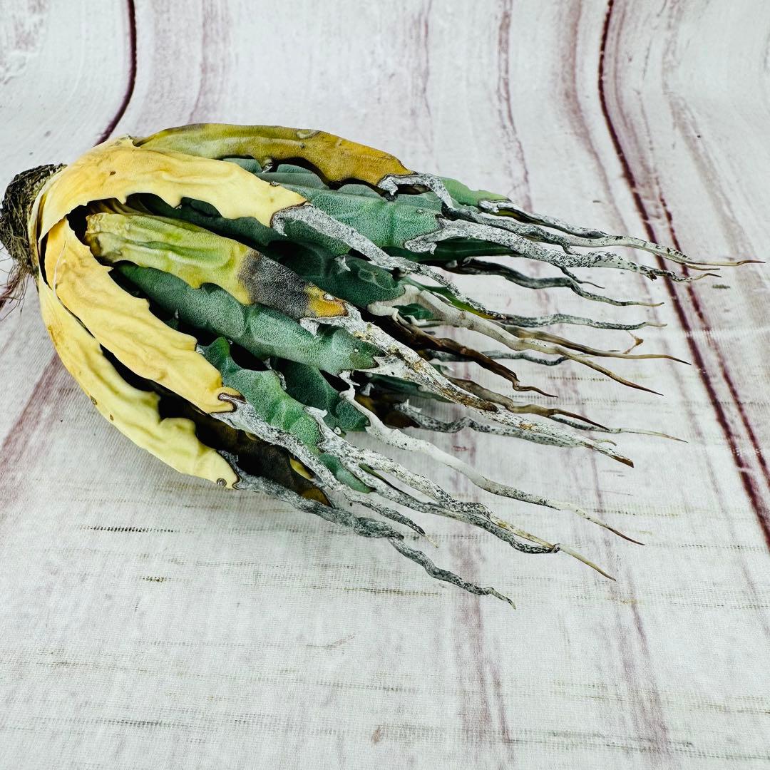 601 アガベ ユタエンシス エボリスピナ 陽炎 ロングスパイン