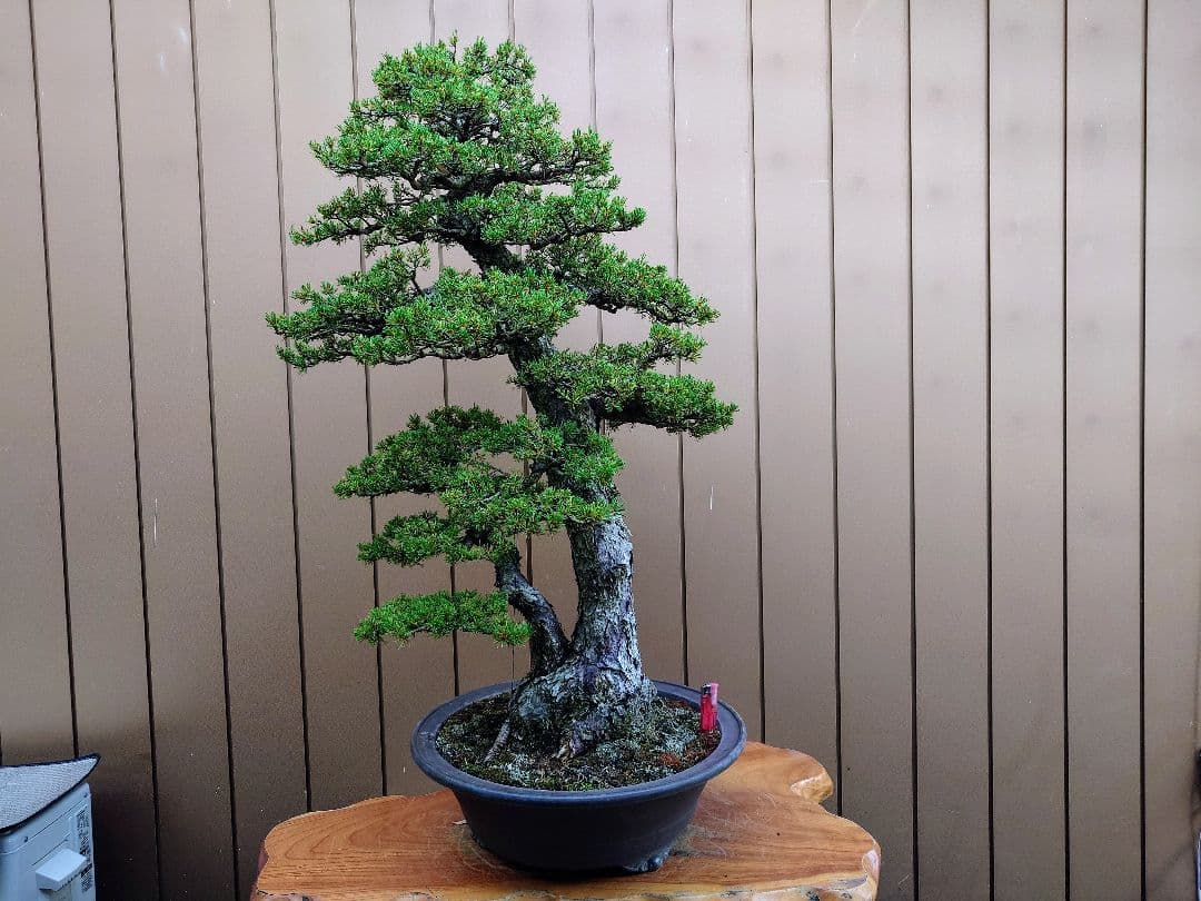 ※引取限定※　盆栽　瑞祥　五葉松　樹高105cm