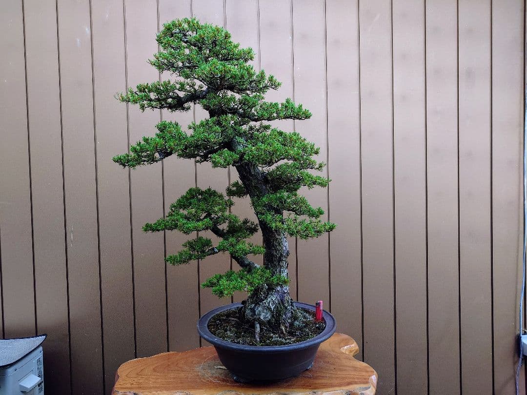 ※引取限定※　盆栽　瑞祥　五葉松　樹高105cm