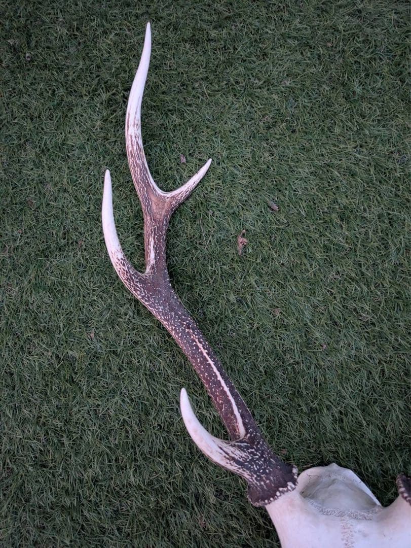 鹿の頭骨 置物 3点セット ニホンジカ