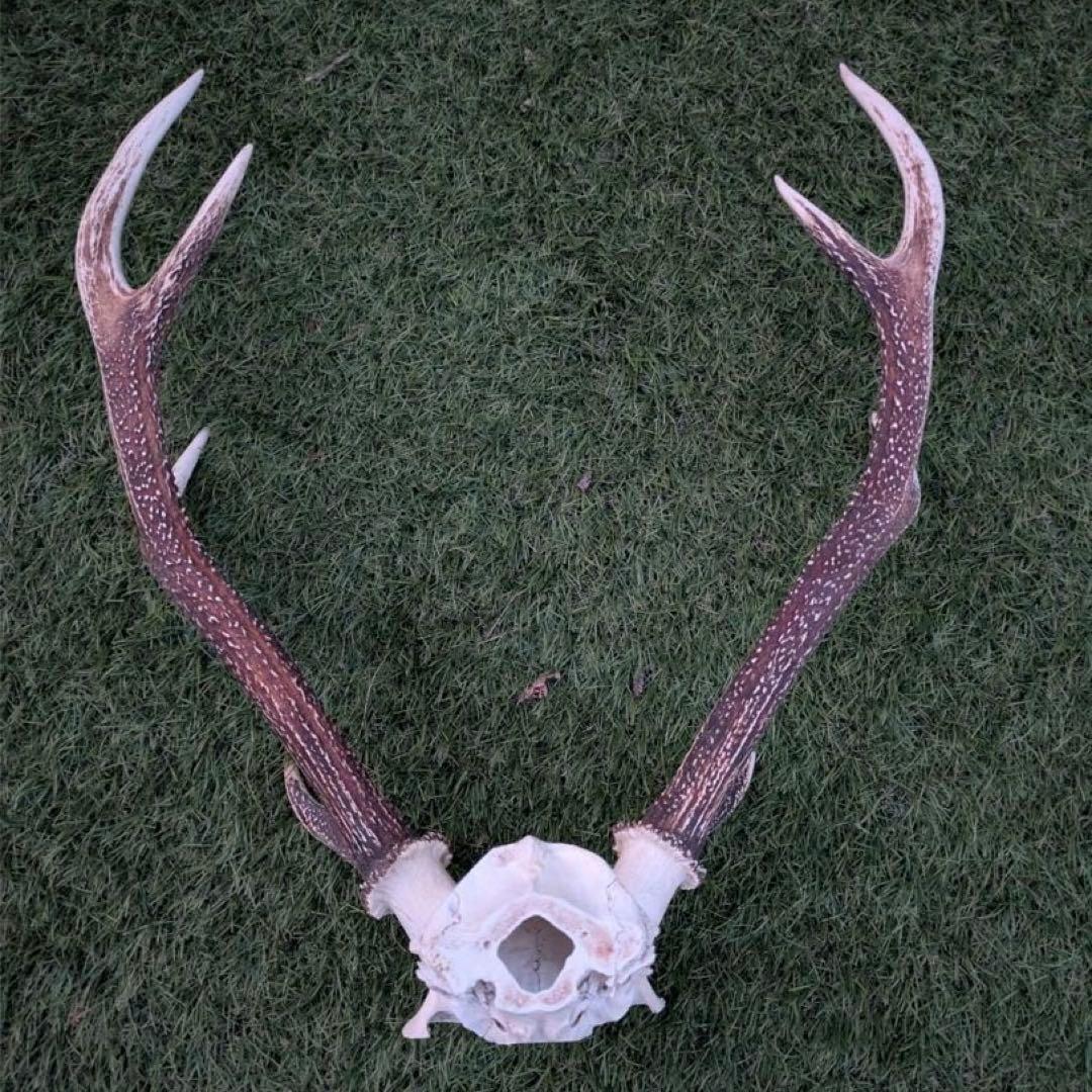 鹿の頭骨 置物 3点セット ニホンジカ