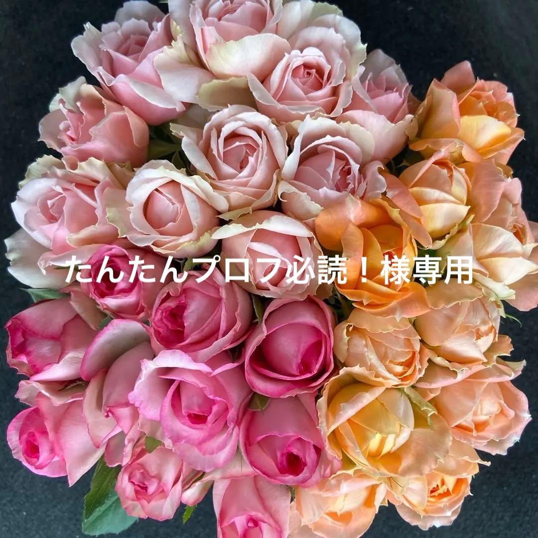 たんたんプロフ必読！ 10本追加 ユーカリ10本追加　クール便対応