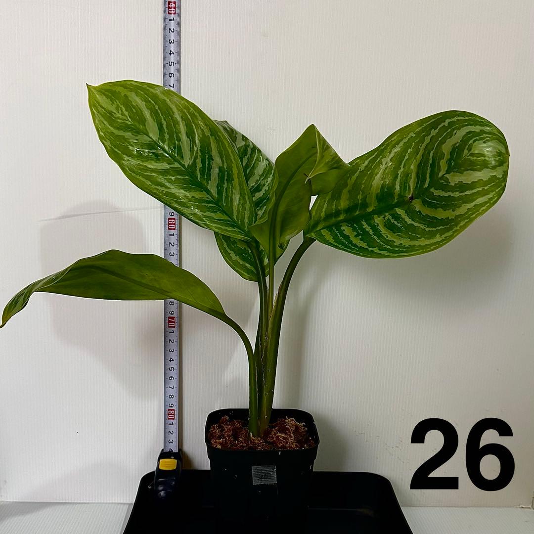 アグラオネマ ニティドゥム カーティシー 観葉植物 LEON レオン 26