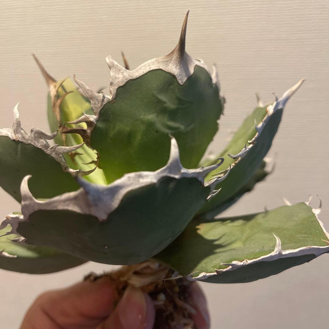 A071 アガベ fo076 親株