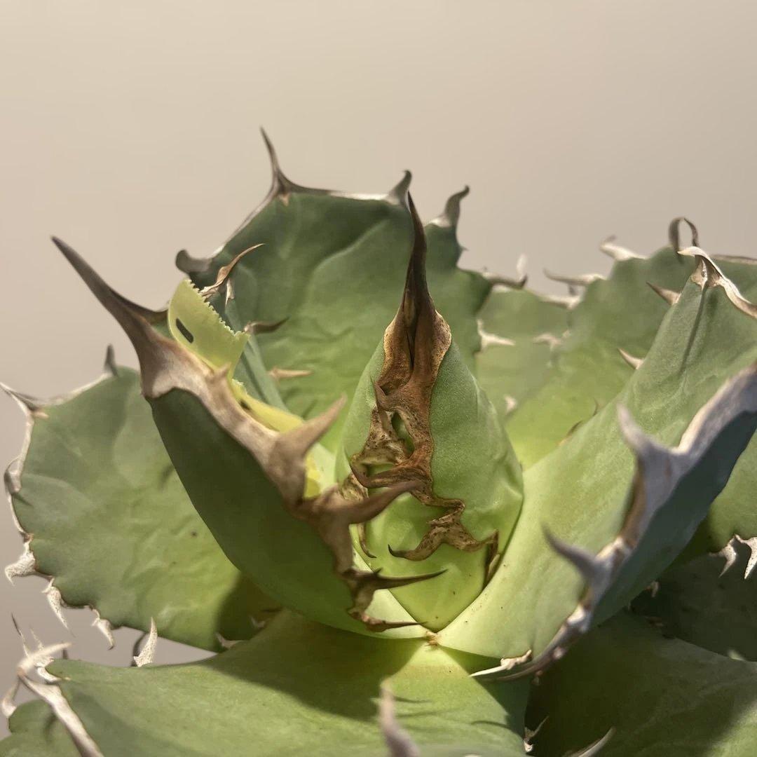 A071 アガベ fo076 親株