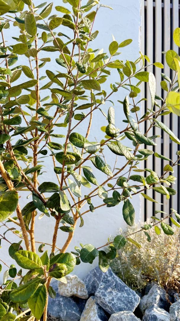 超逸品。フェイジョア株立ち1.4M(鉢底から)品番B