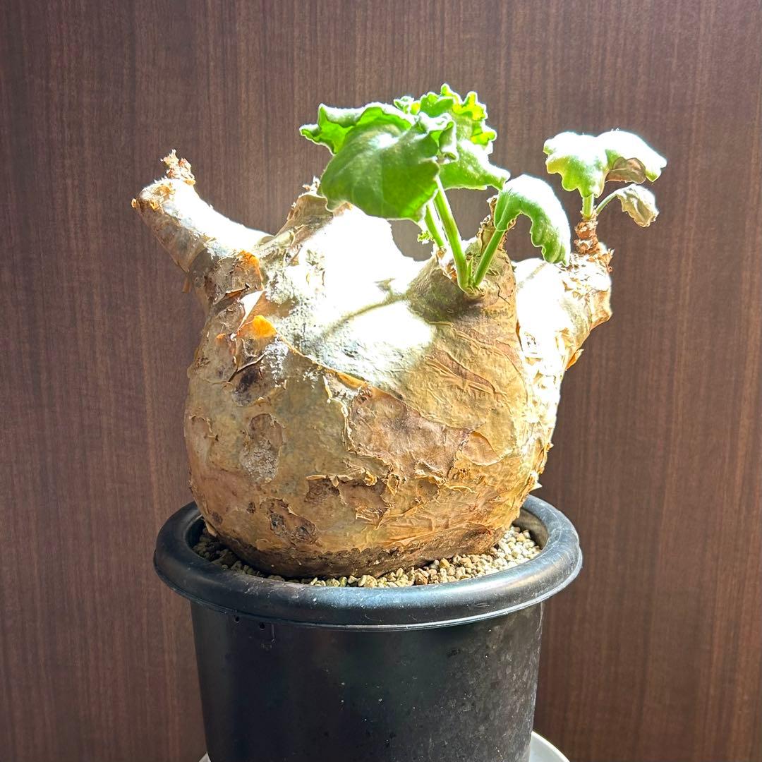 【まん丸大美株】キフォステンマ マクロプス 発根済 コレクション株 現地球