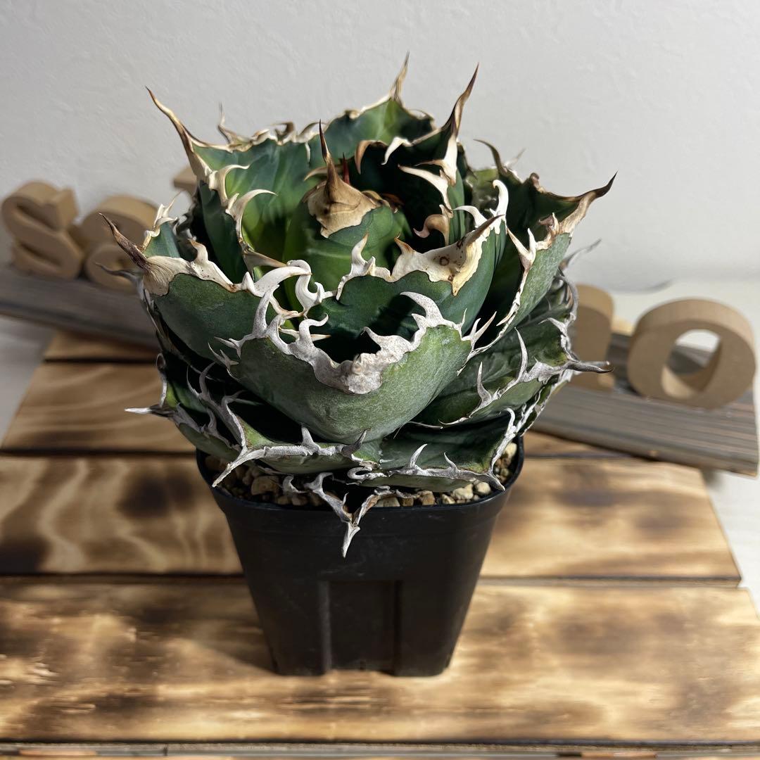 アガベ チタノタ　白鯨　 植物 約15cm