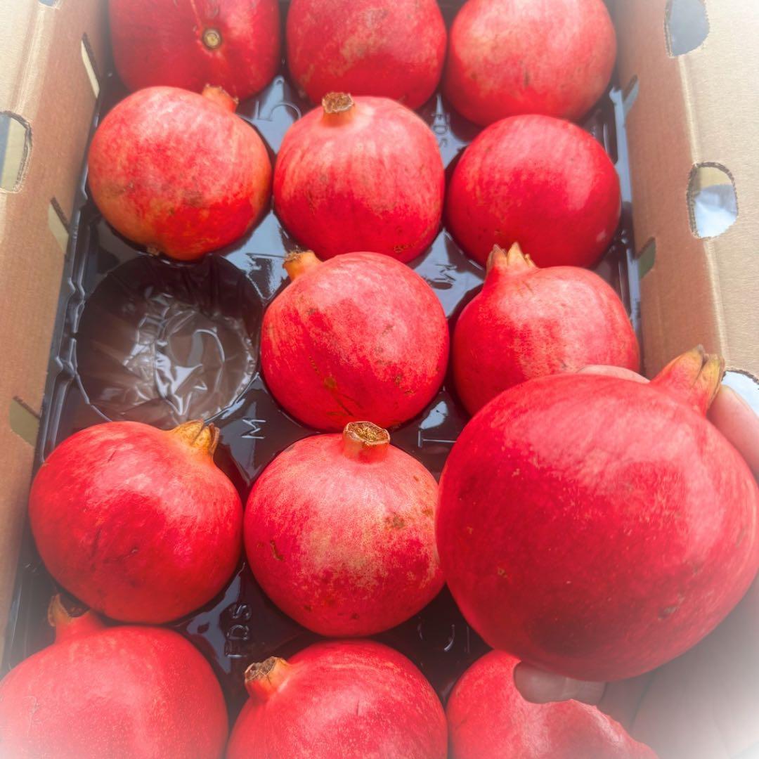 ザクロ　柘榴　15玉　03