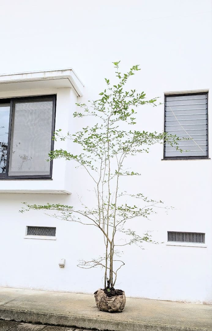 美の極み。山採りウメモドキ。