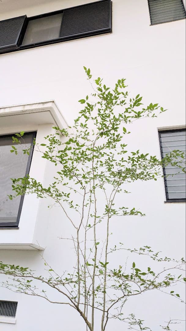 美の極み。山採りウメモドキ。