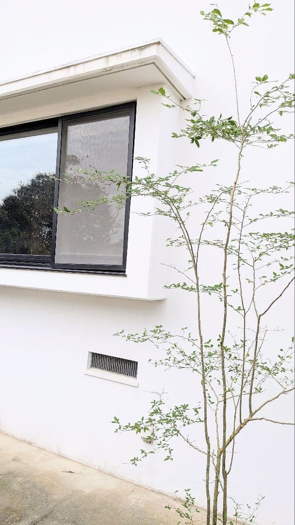 美の極み。山採りウメモドキ。